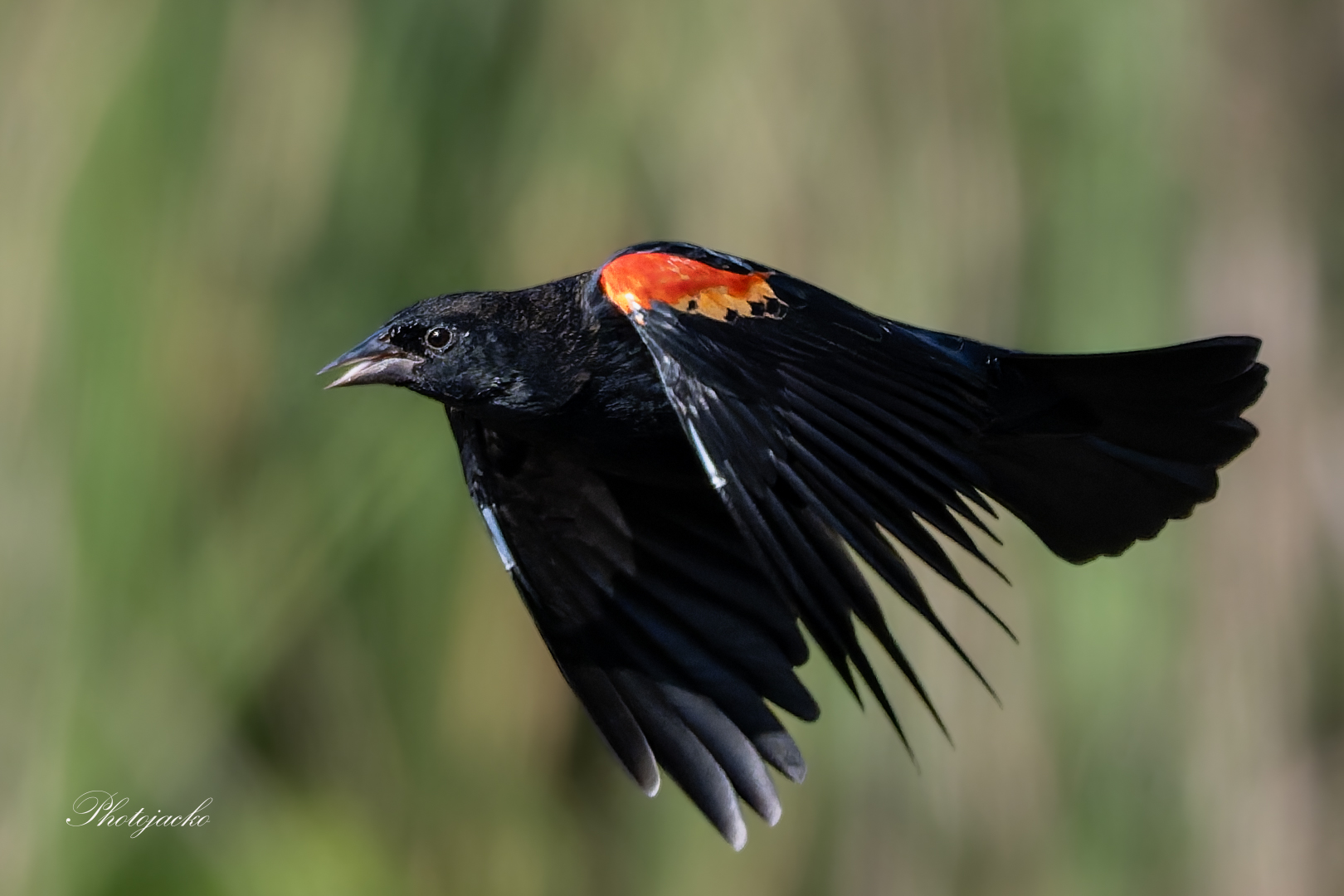 Red-winged blackbird in flight at Huntington Central Park West