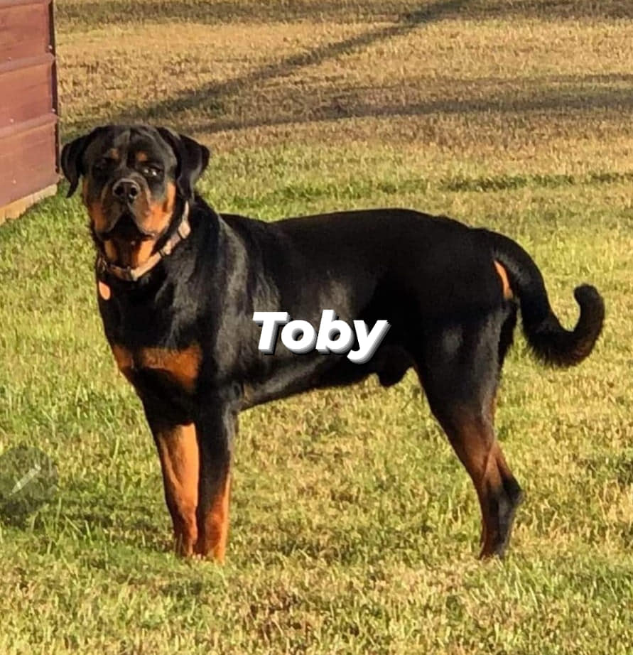 K & D Rottweilers