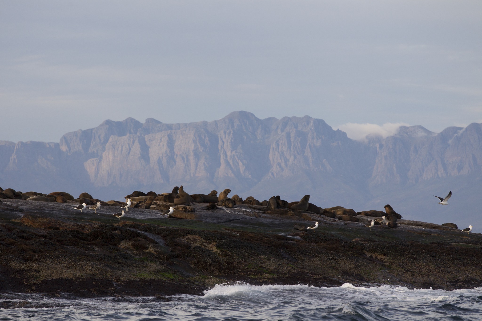 Tours Africa - Visit and experience the Seal island by...