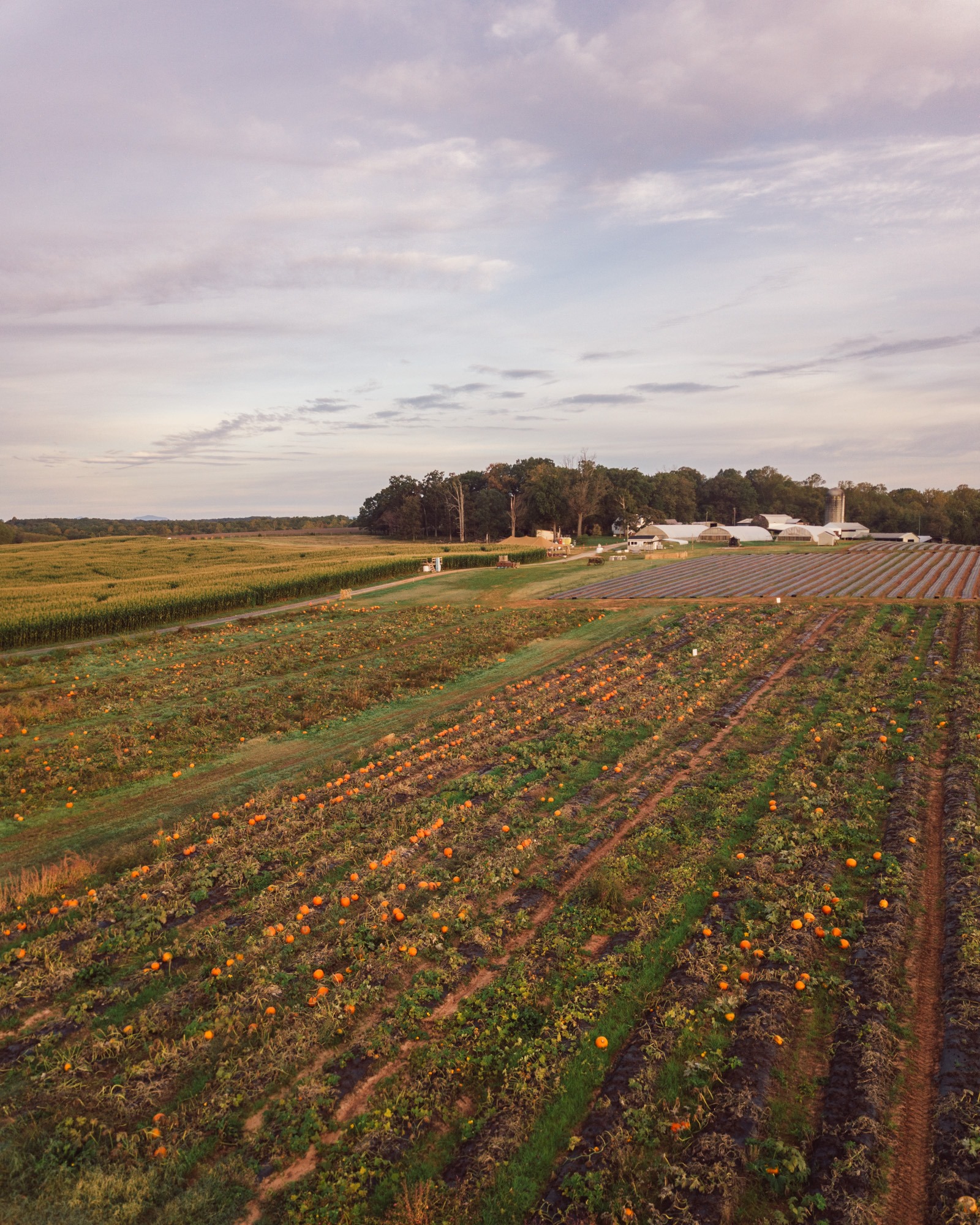 Yoders' Farm - :: Update at 3:35 p.m. on October 10th ::... | Facebook
