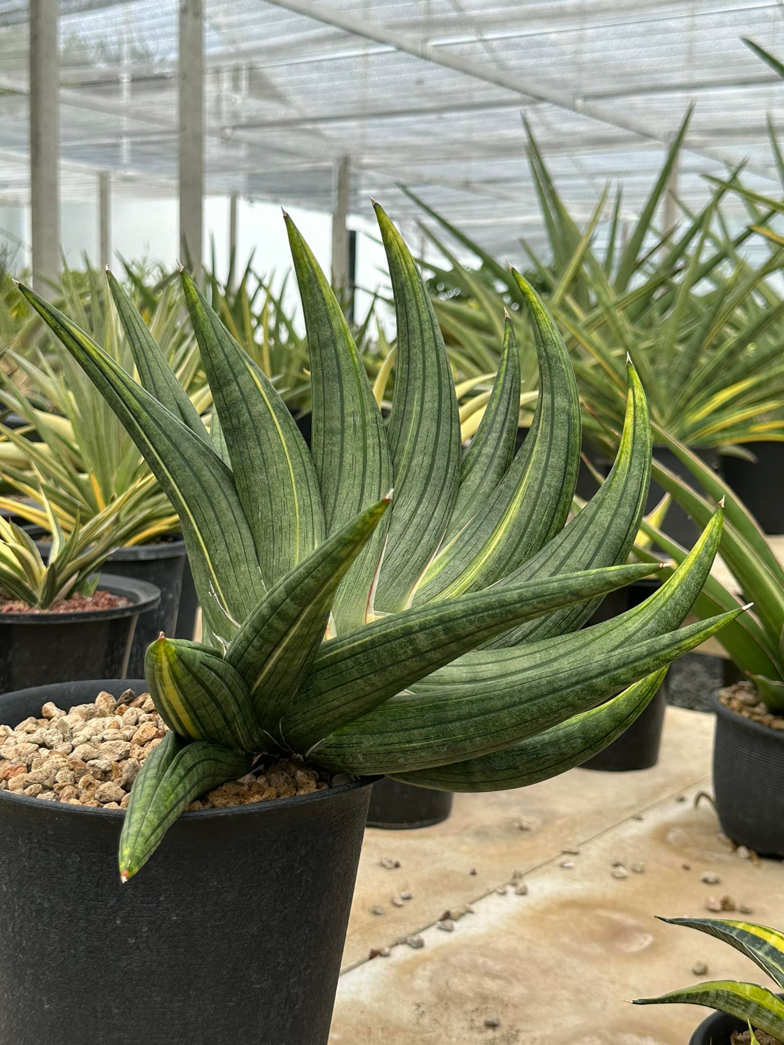 Sansevieria Black Pearl variegated. เลี้ยงแบบให้โตตามธรรมชาติ
