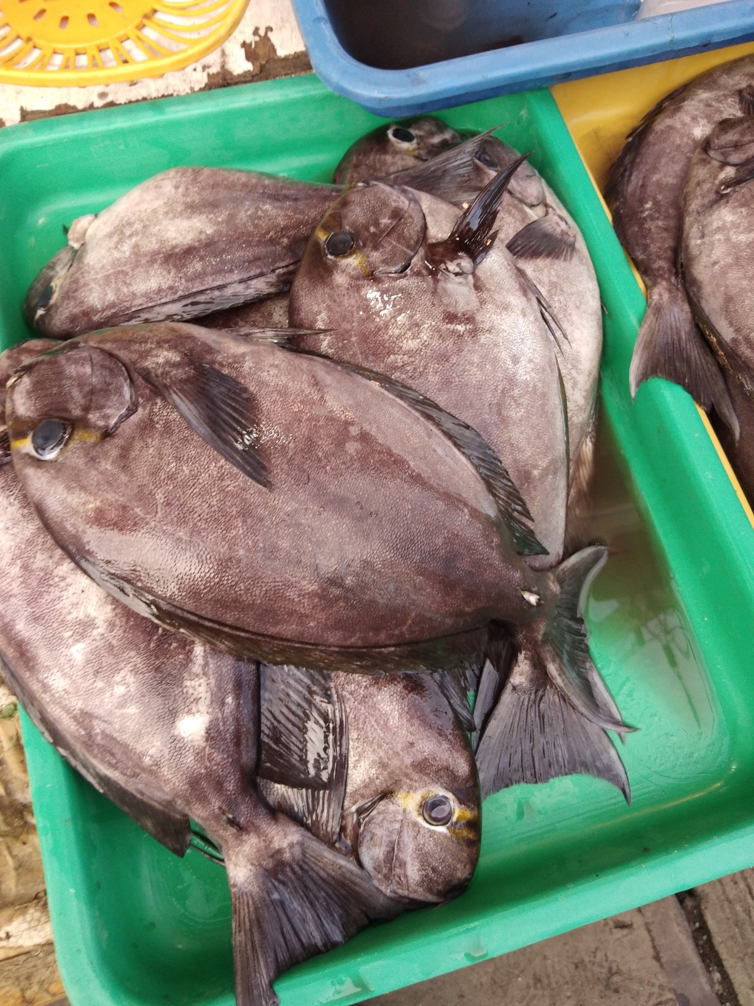 Isda Masarap siguro itong... - Crislan Francisco Rodriguez | Facebook