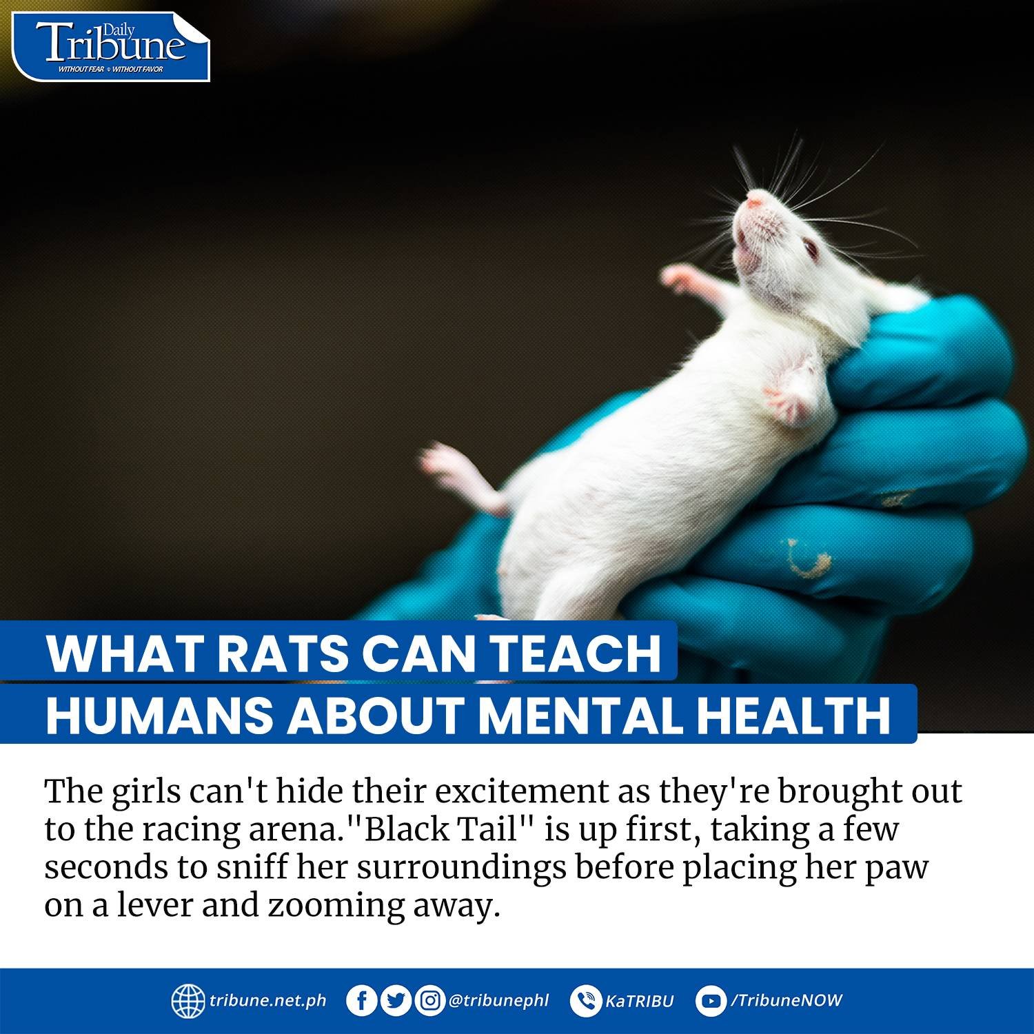 Daily Tribune - WHAT RATS AND HUMANS HAVE IN COMMON Black... | Facebook