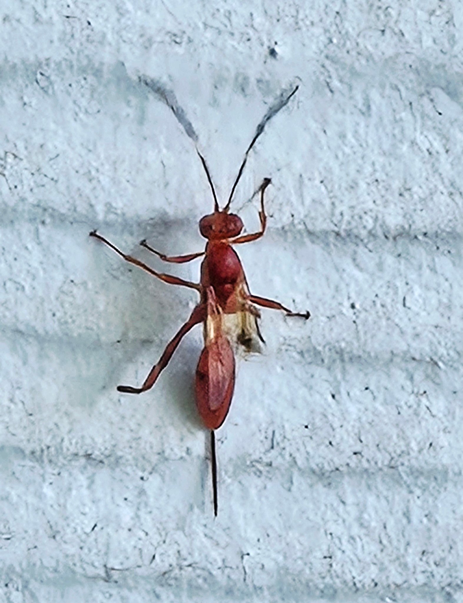 What is this insect on the side of a building?