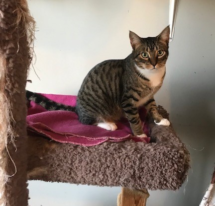 North Toronto Cat Rescue added... - North Toronto Cat Rescue