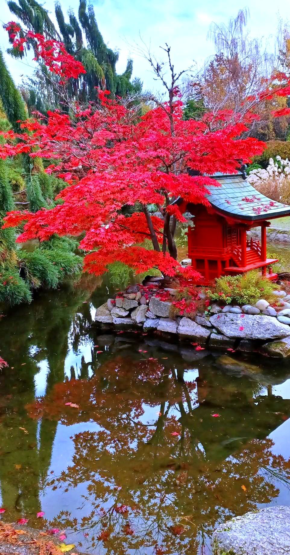 Japanese maple trees,GOlden gate park