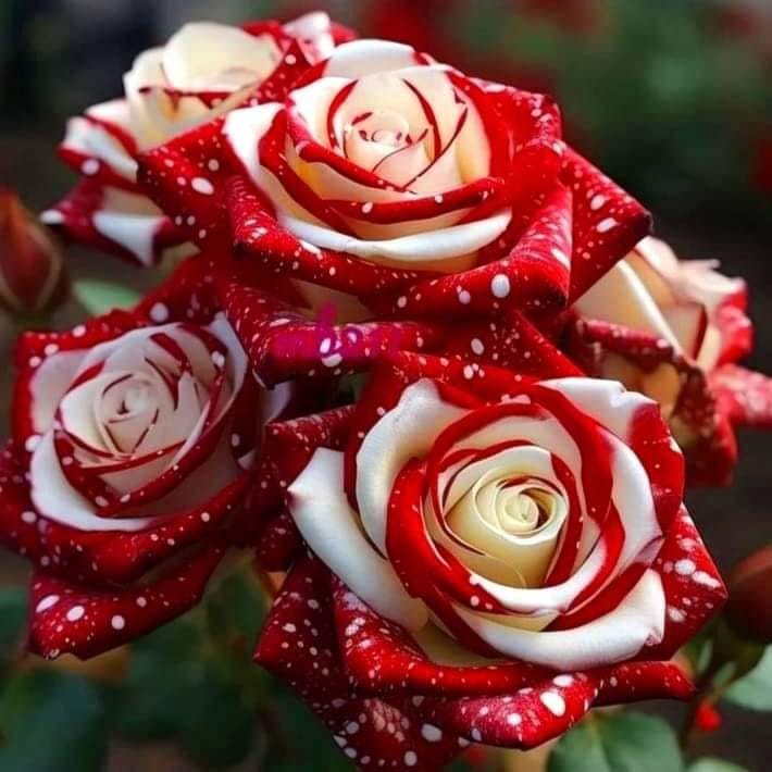 Shimanta Islam