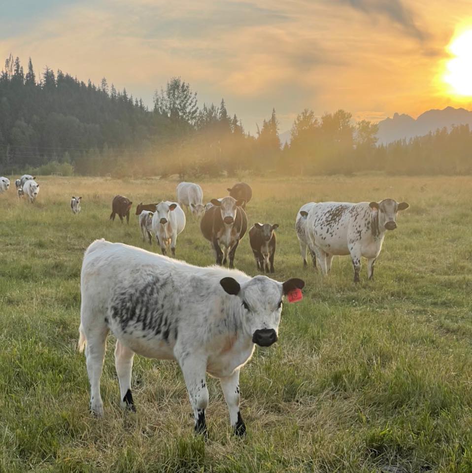Diamond K Ranch