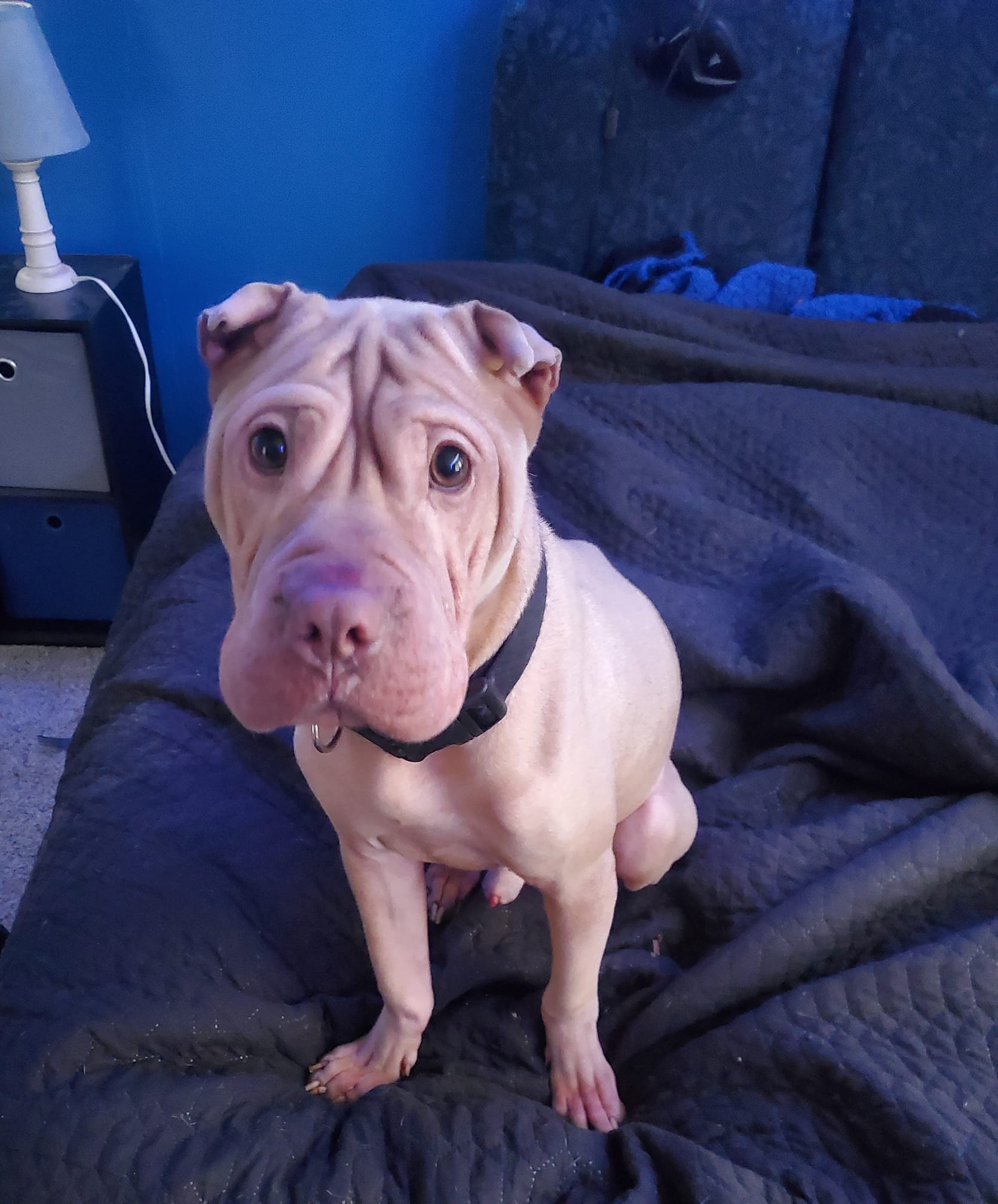 Pei Puppy American Bully Shar Pei Cross Bull Arab Shar Pei/pitbull