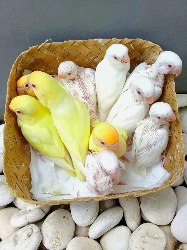 Rana Birds | Facebook