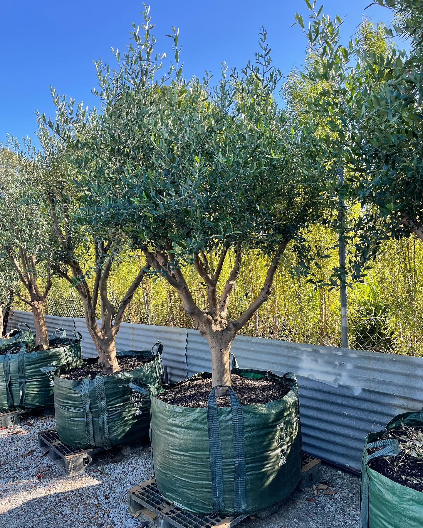 ✖️OLIVE✖️ Mature transplant olives 25 years old. Available now