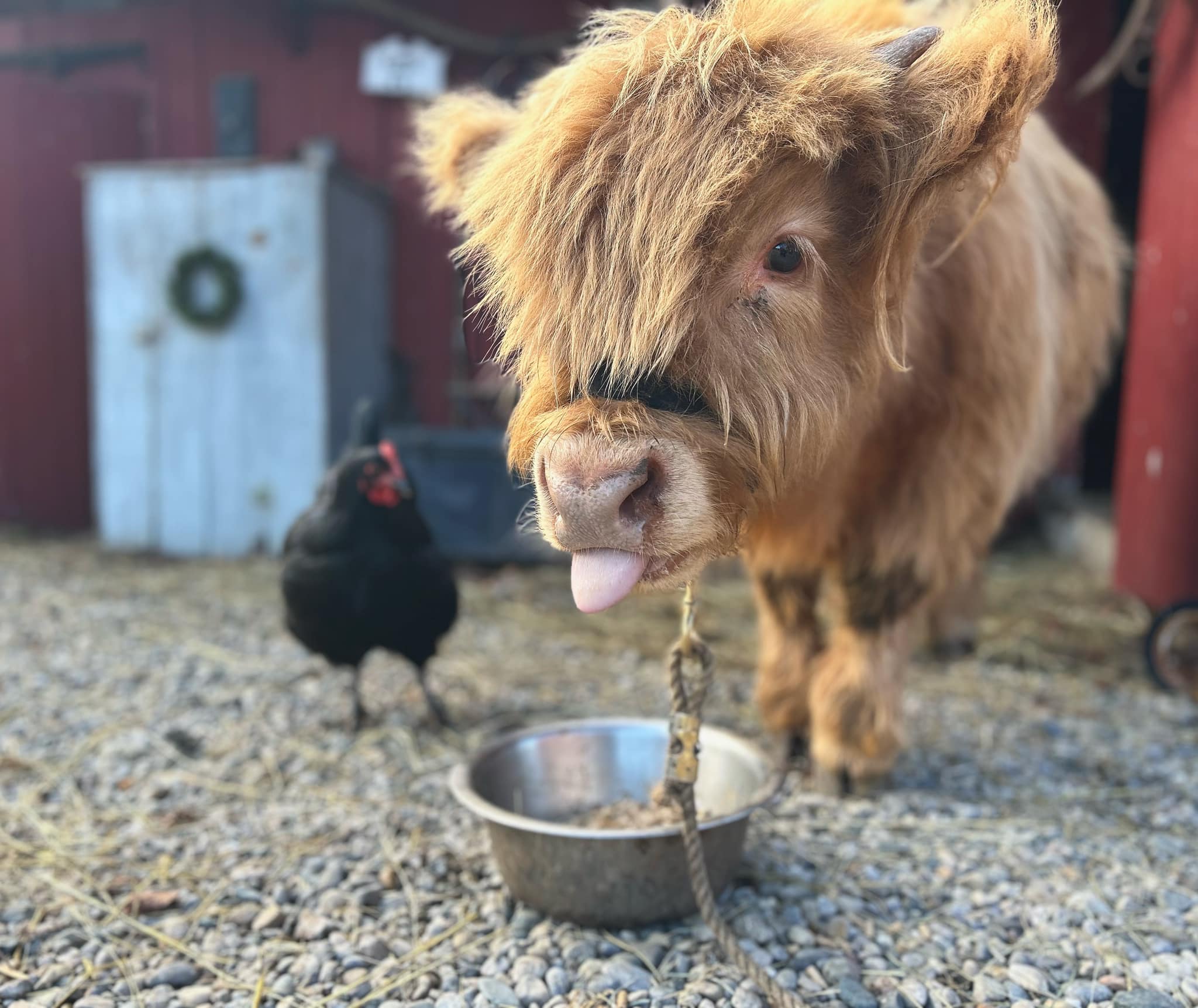 Sharp Farm - Happy Friday! A few updates on Butters:... | Facebook