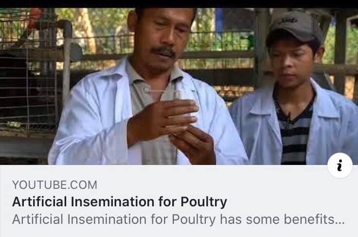 Varsity Agro Farming - Artificial Insemination (AI) biasanya dilakukan ...