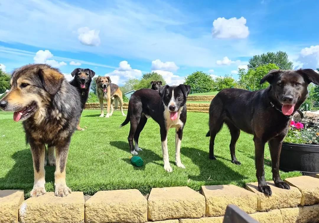 Dogs and puppies home for adoption and rehoming