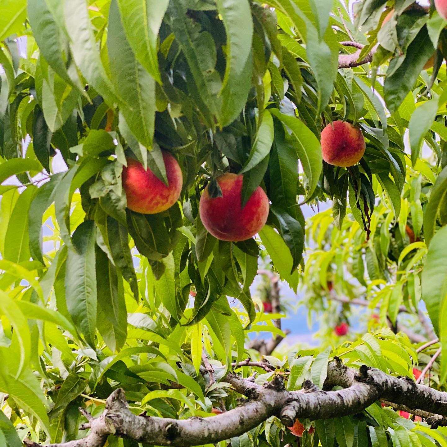 😀 Pictures from around the... - Bryant Orchards Farm Market