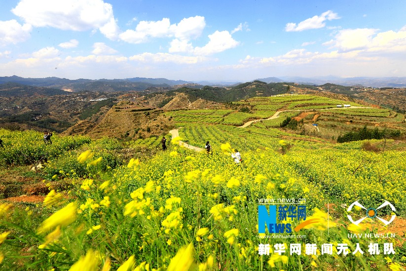 A sea of rape flowers are in full bloom in Pingjiang, Hunan