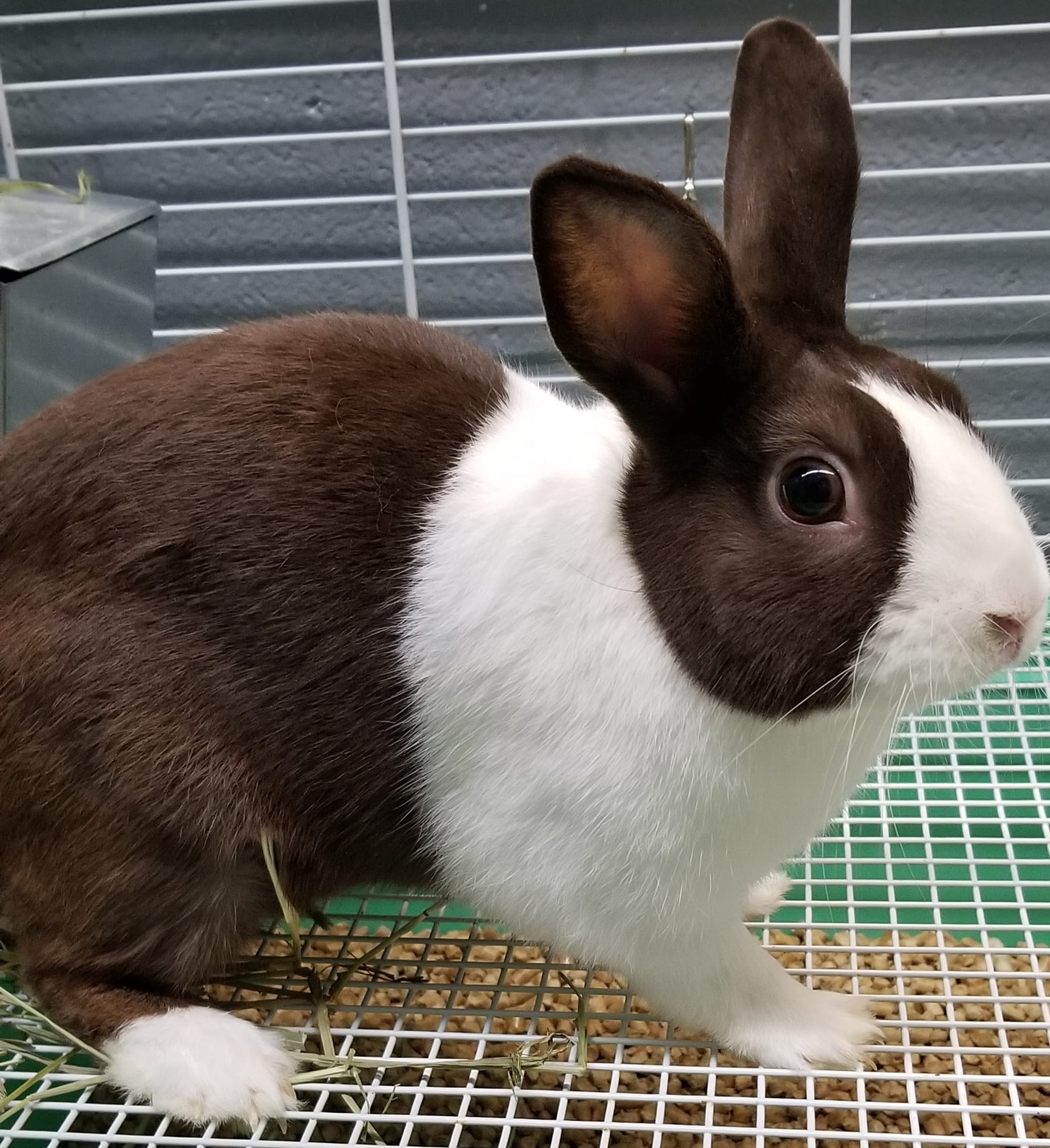 Friends of Daviess County KY Animals - 🐇Male rabbit. Dutch. $25 ...