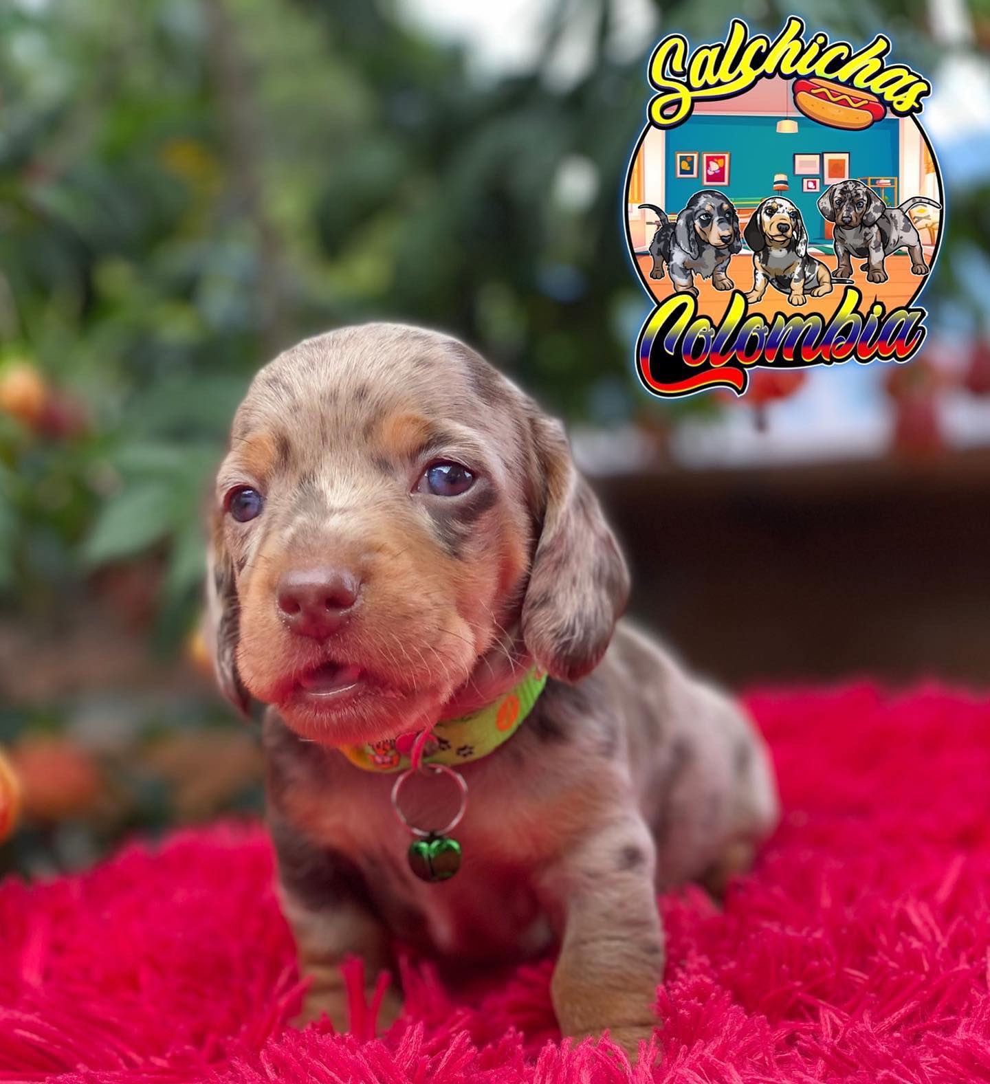 Tienda De Mascotas Medellín | Medellín