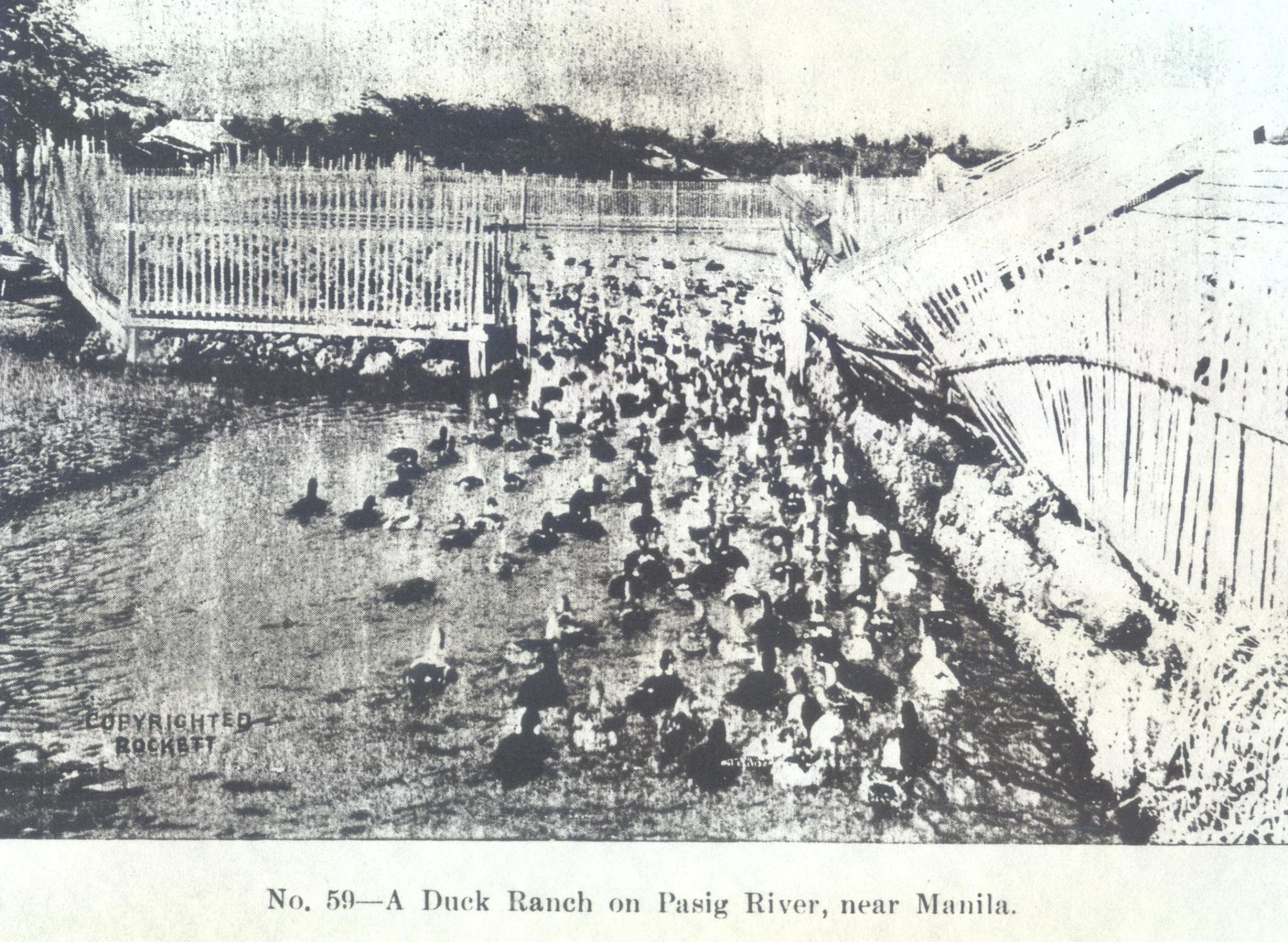 Memories of Old Manila & Beyond | Duck farm on the Pasig - near Pateros ...