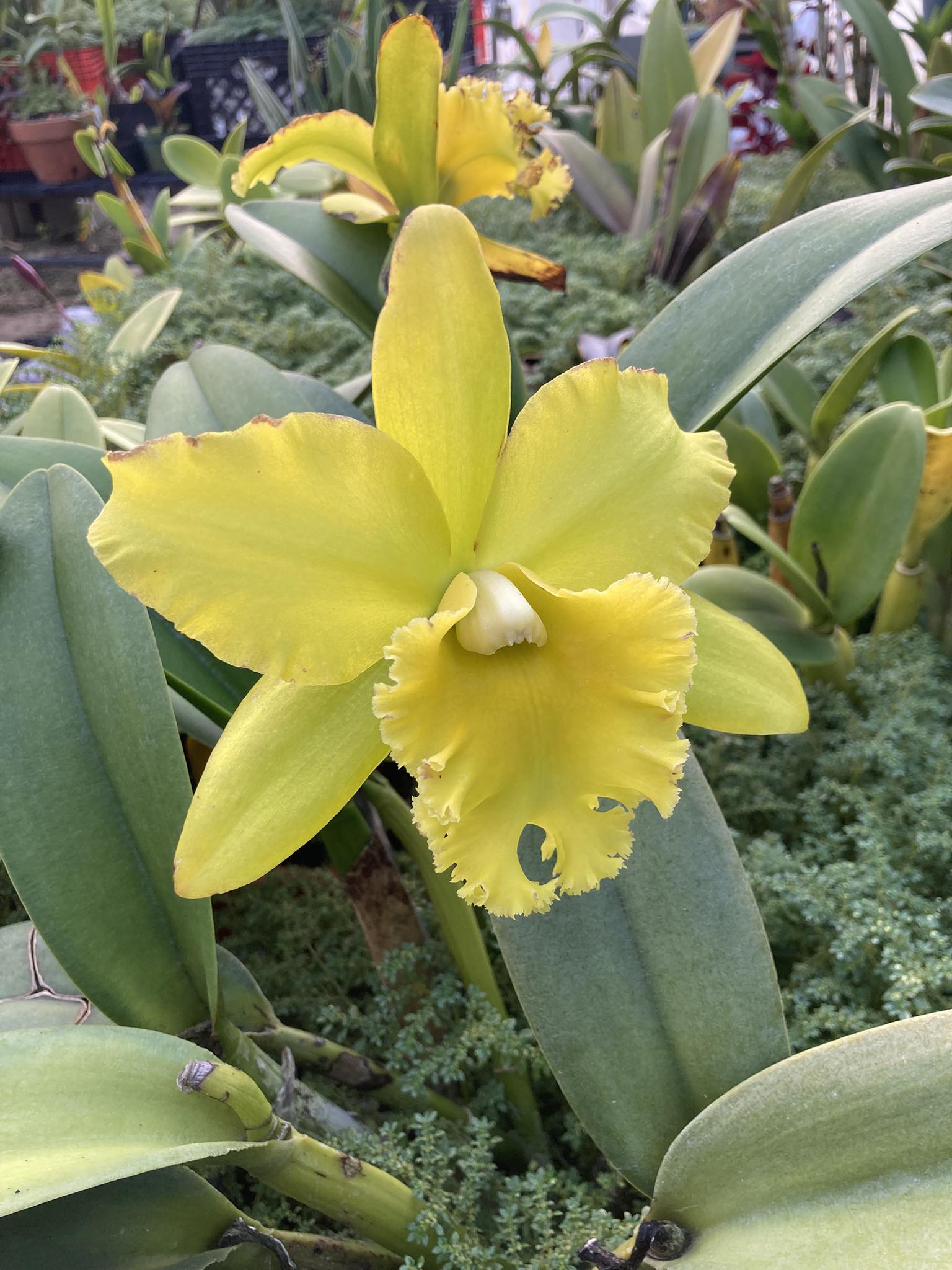 Rhyncholaeliocattleya Prada Green Deluxe