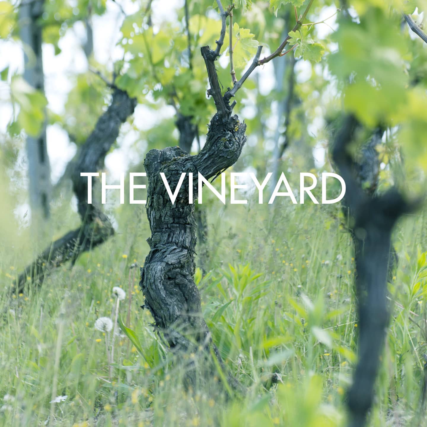 Il Botolo wines are made with... - Il Botolo Azienda Agricola | Facebook