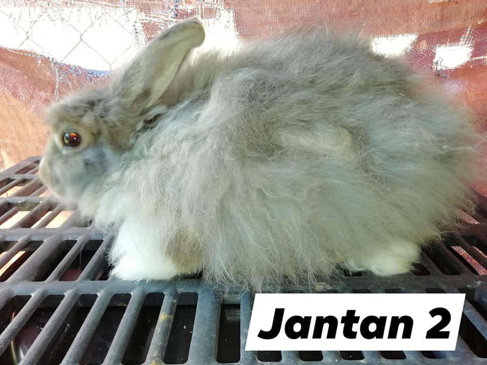 Mango Rabbit Barn