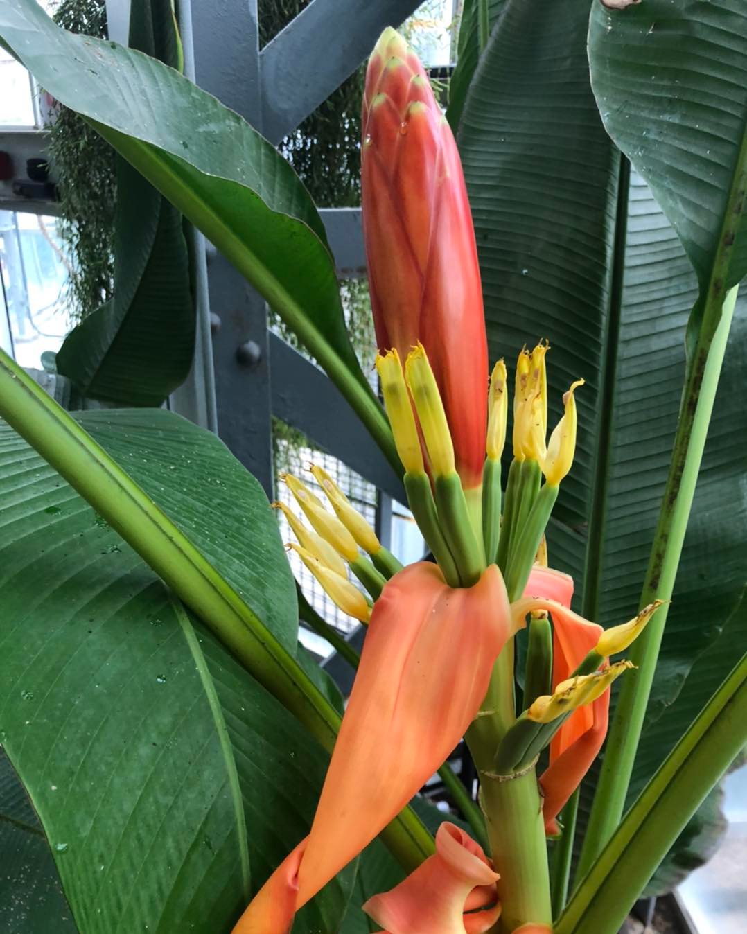 This Musa beccarii, an ornamental banana from Malaysia, has a very