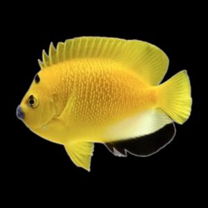 Gee Marine - We have just received 11 boxes of marine fish...