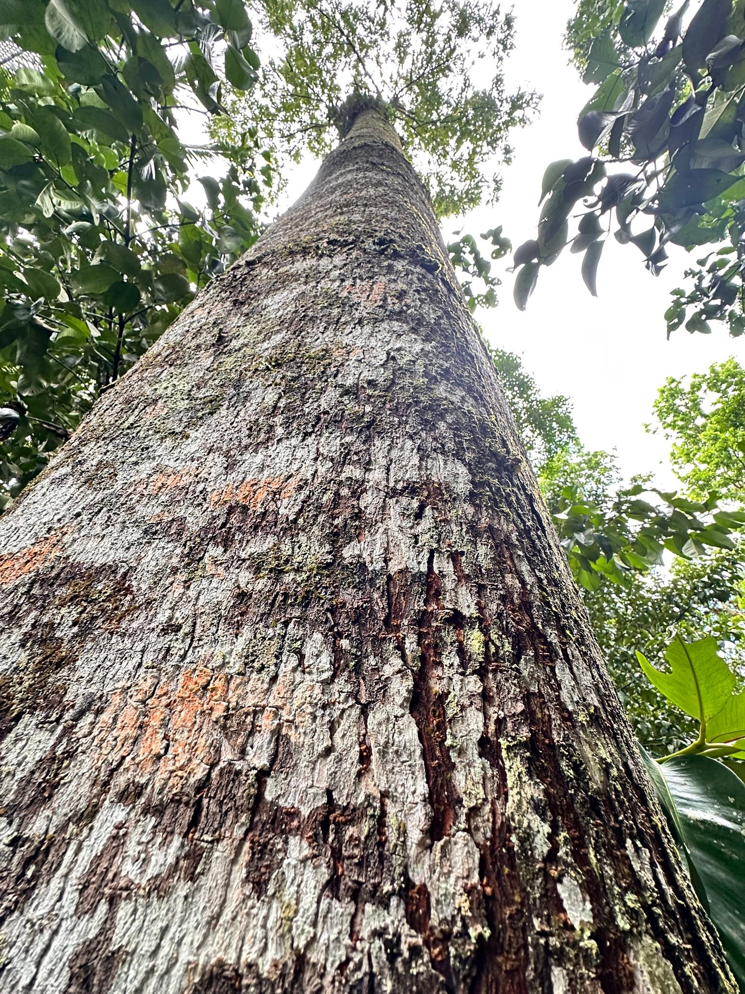 Caraga Native Tree Enthusiasts | Facebook