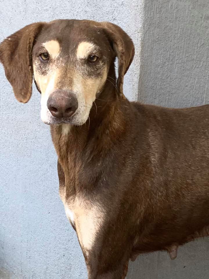 SPCA Rustenburg - A very shy Pointer Cross female doggy is...