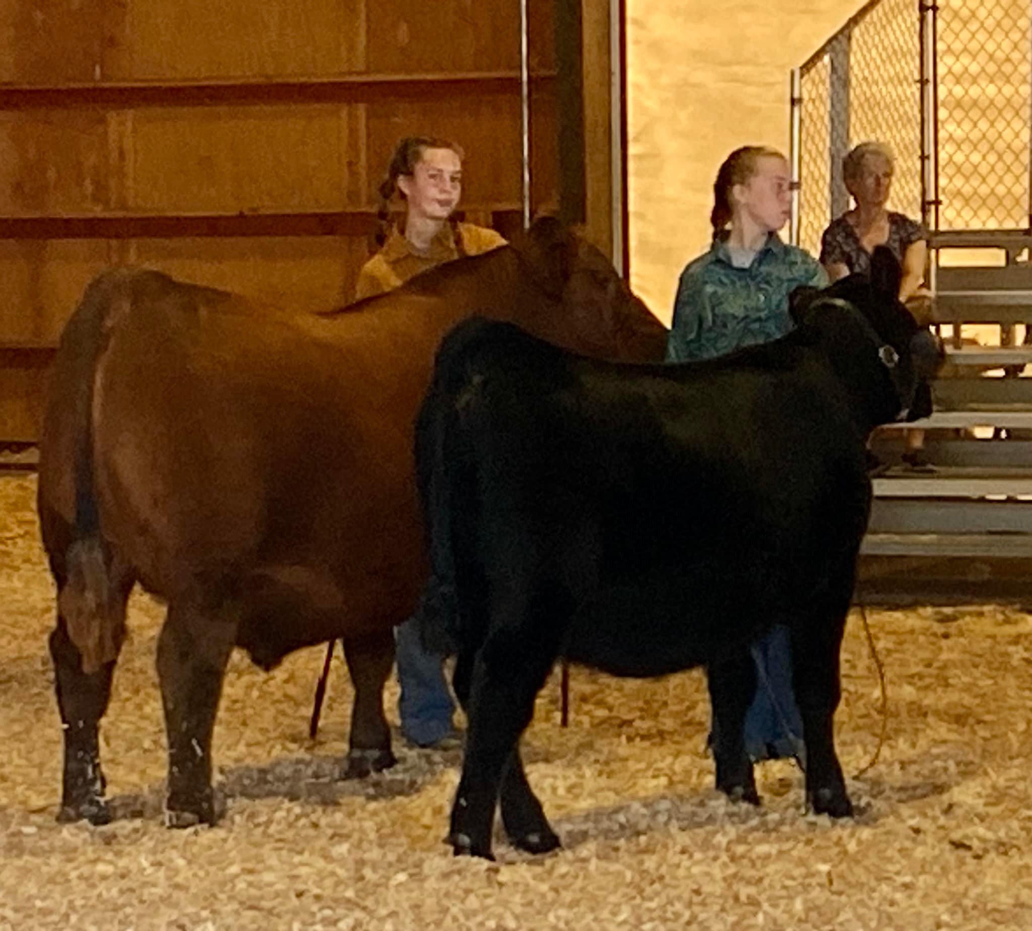 Two Box Ranch - Chandolin and her heifers are doing well...