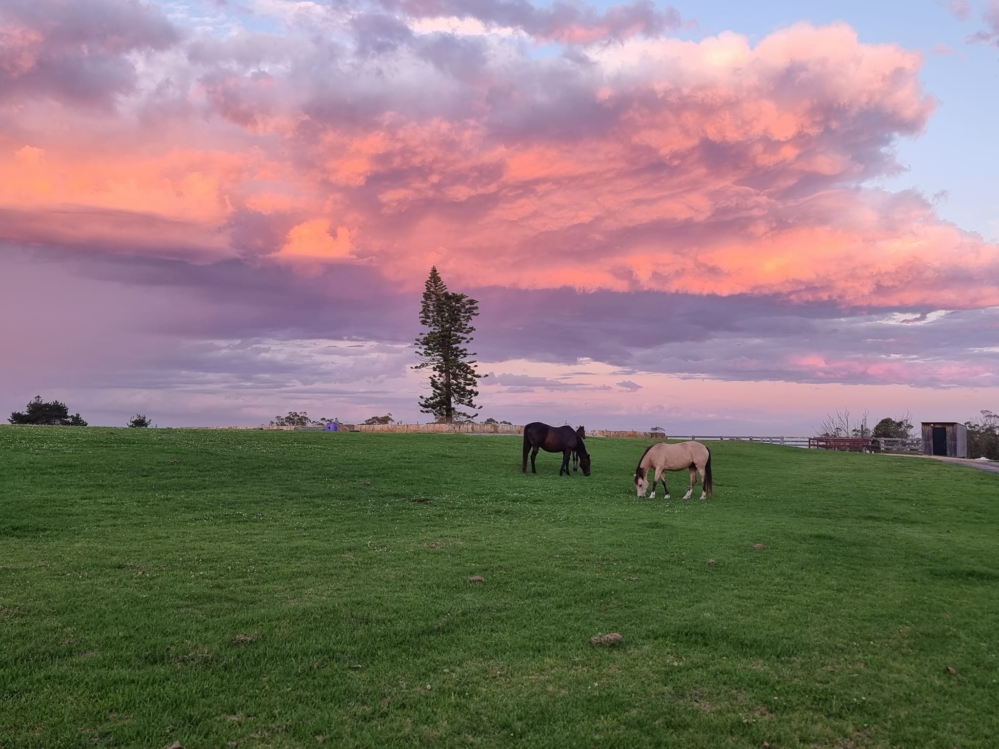 The Ridge Equestrian | Peats Ridge NSW