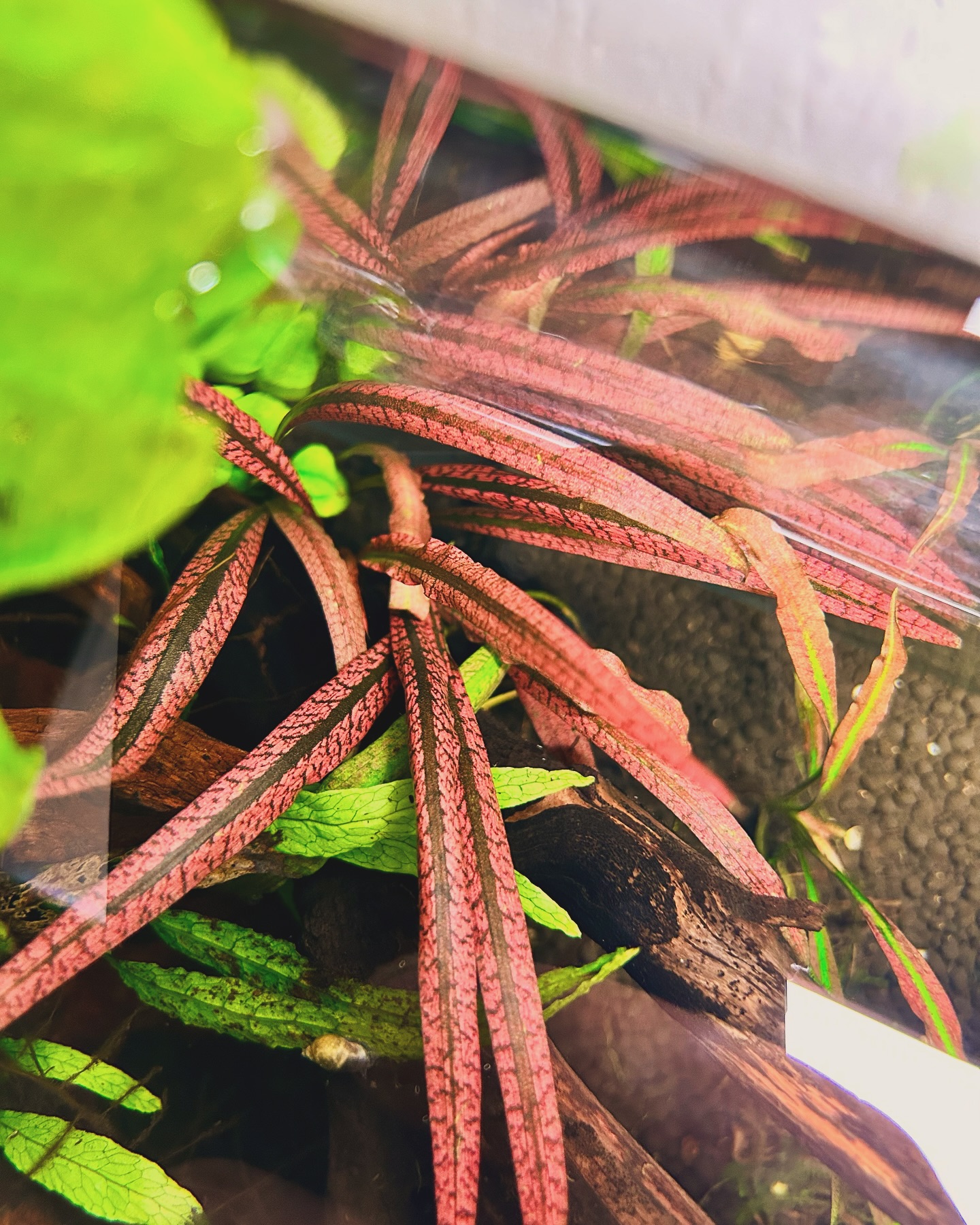 水草 Cryptocoryne striolata 'Bourgogne Red' Cryptocoryne Striolata