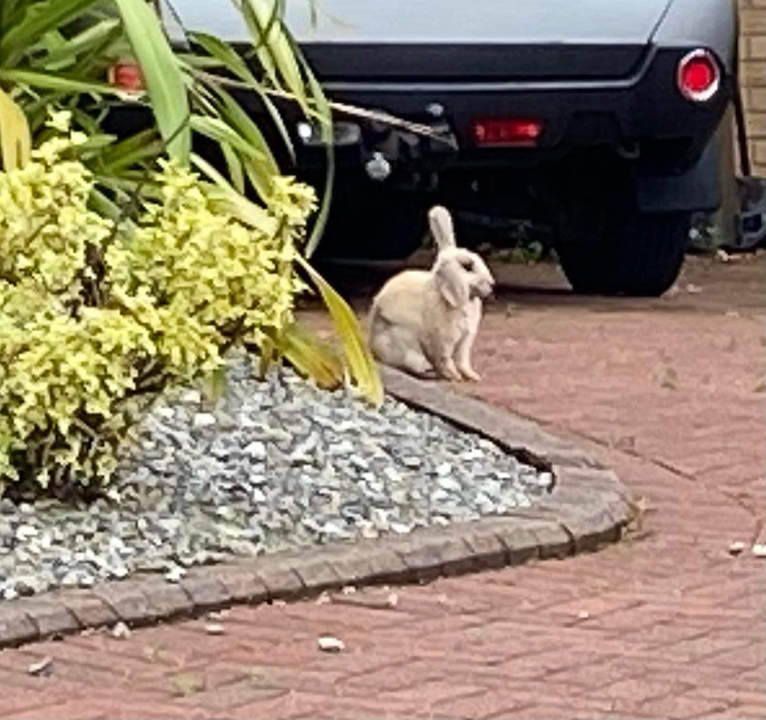 (Missing?) rabbit spotted in... - Dullatur Community Group