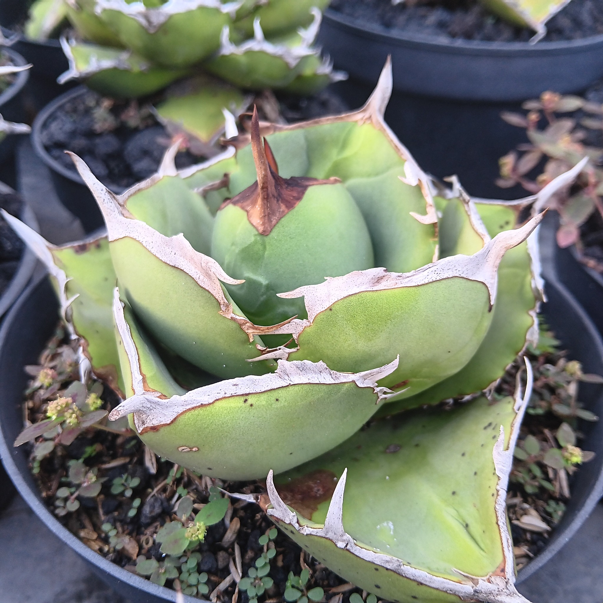 Agave Titanota Juggernaut