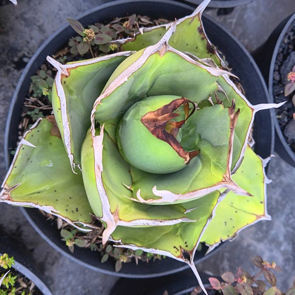 Agave Titanota Juggernaut