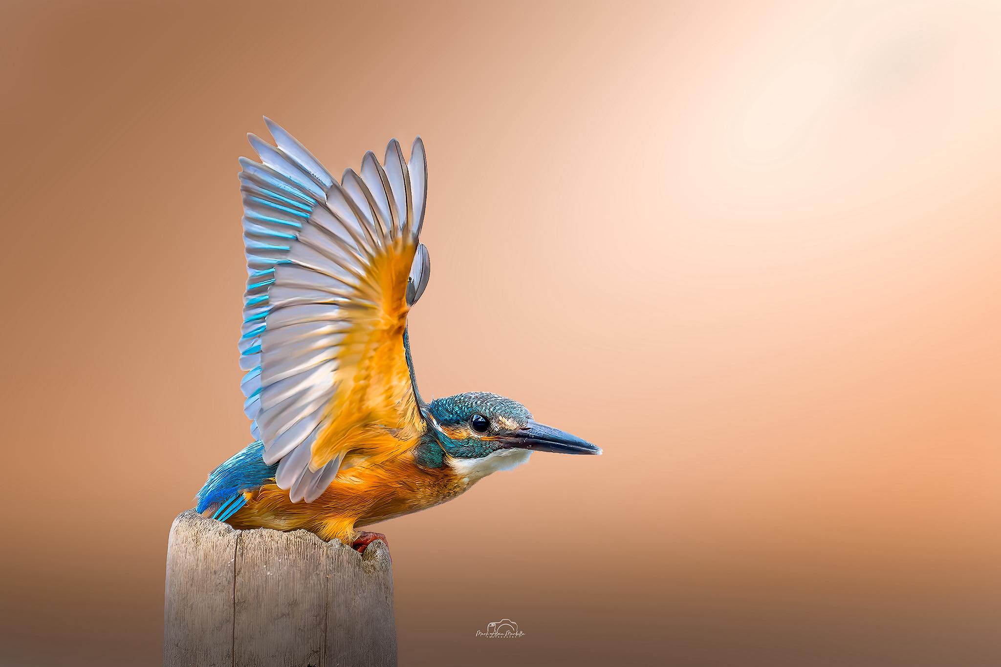 common-kingfisher-facebook