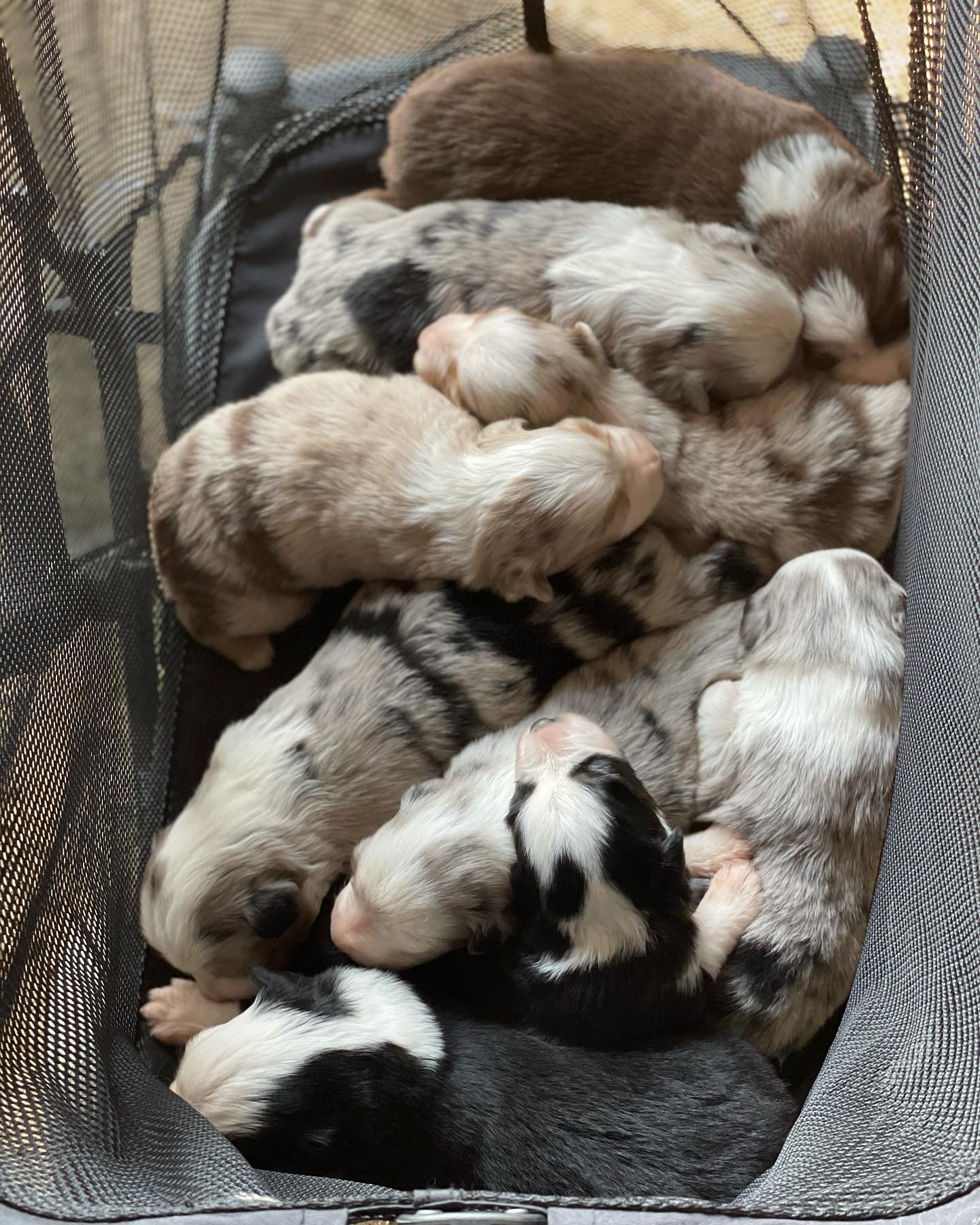 Two... - Donati Ranch Mini American Shepherd and Mini Aussies