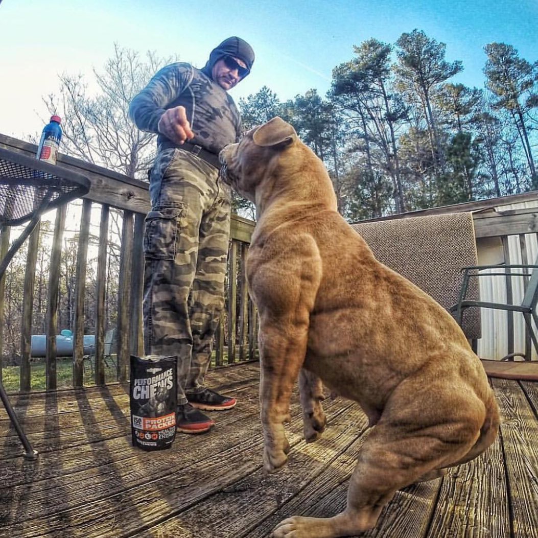 Dog Breed Brown Muscular Pitbull A Dog's Muscles Need #pitbull