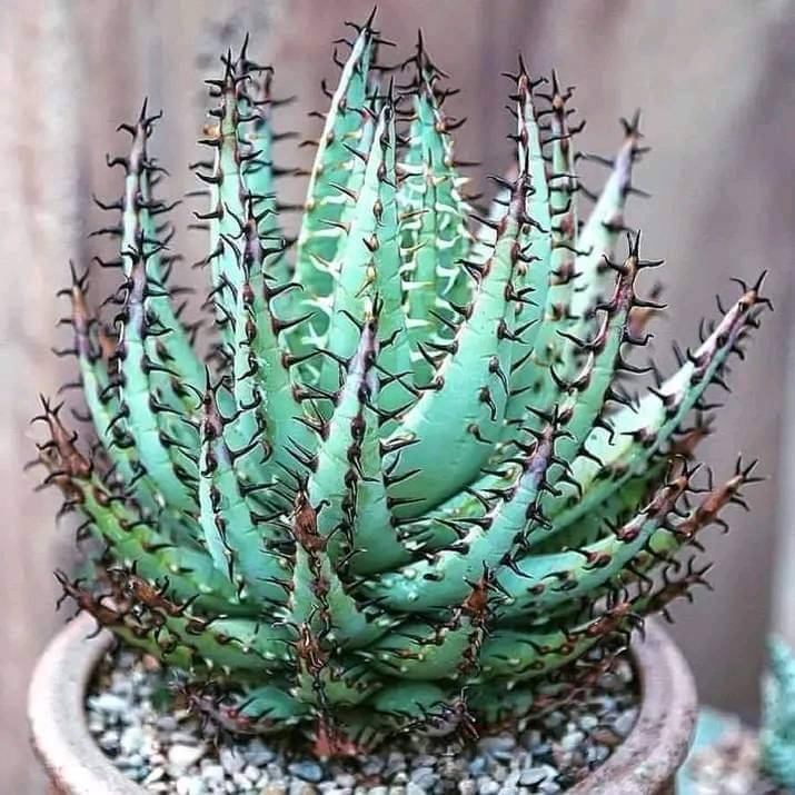 What plant in Windhoek, Namibia has yellow flowers and aloe-like gel?