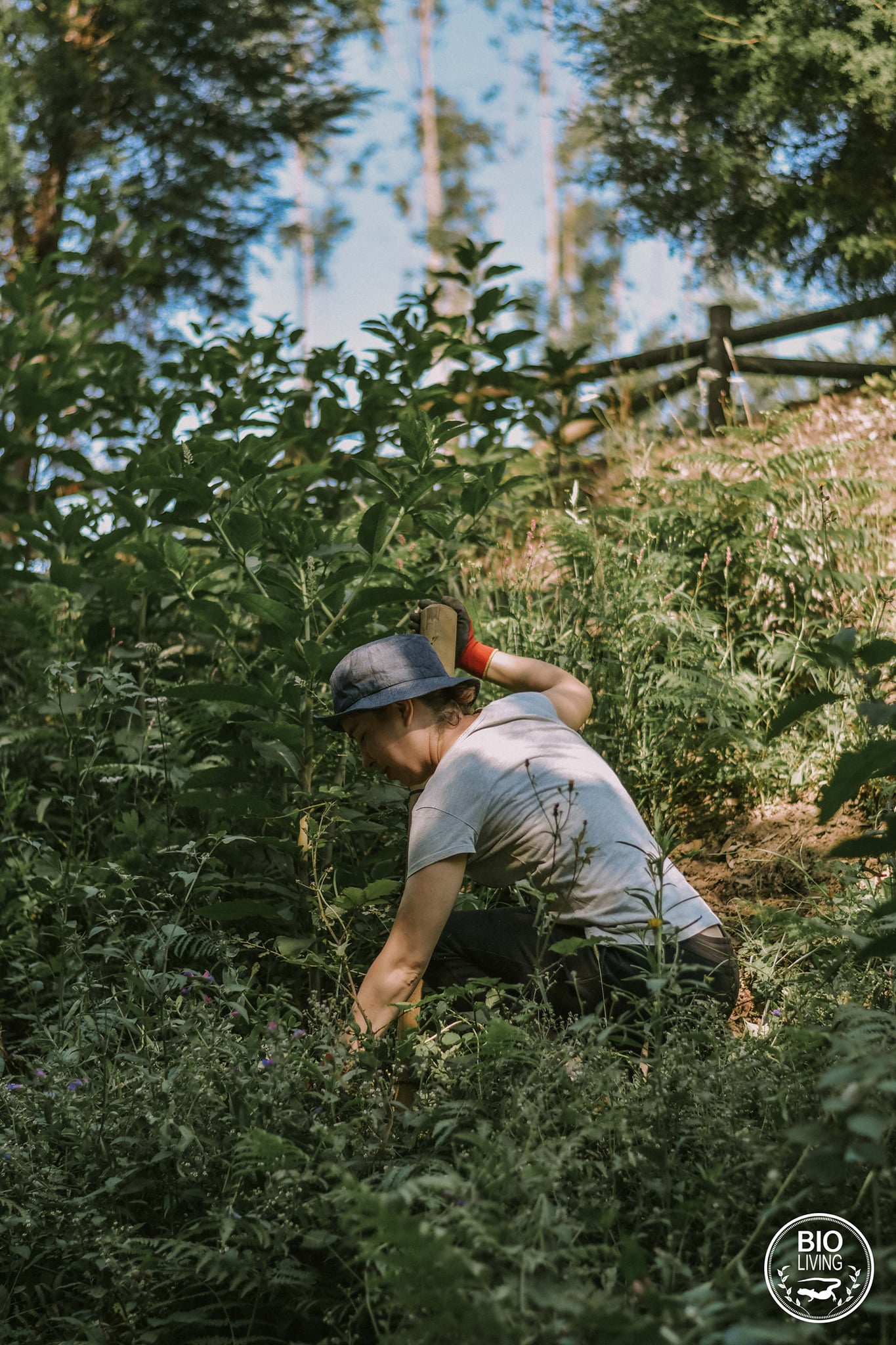 Photo inspiration: Curated Picturesque Losing Newly Linkedlog Bioliving Chile Gallery View 34