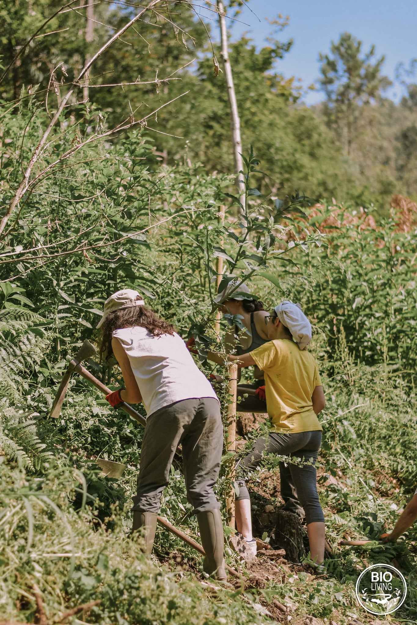 Picturesque Losing Newly Linkedlog Bioliving Chile Reference: Associação Bioliving Added A New