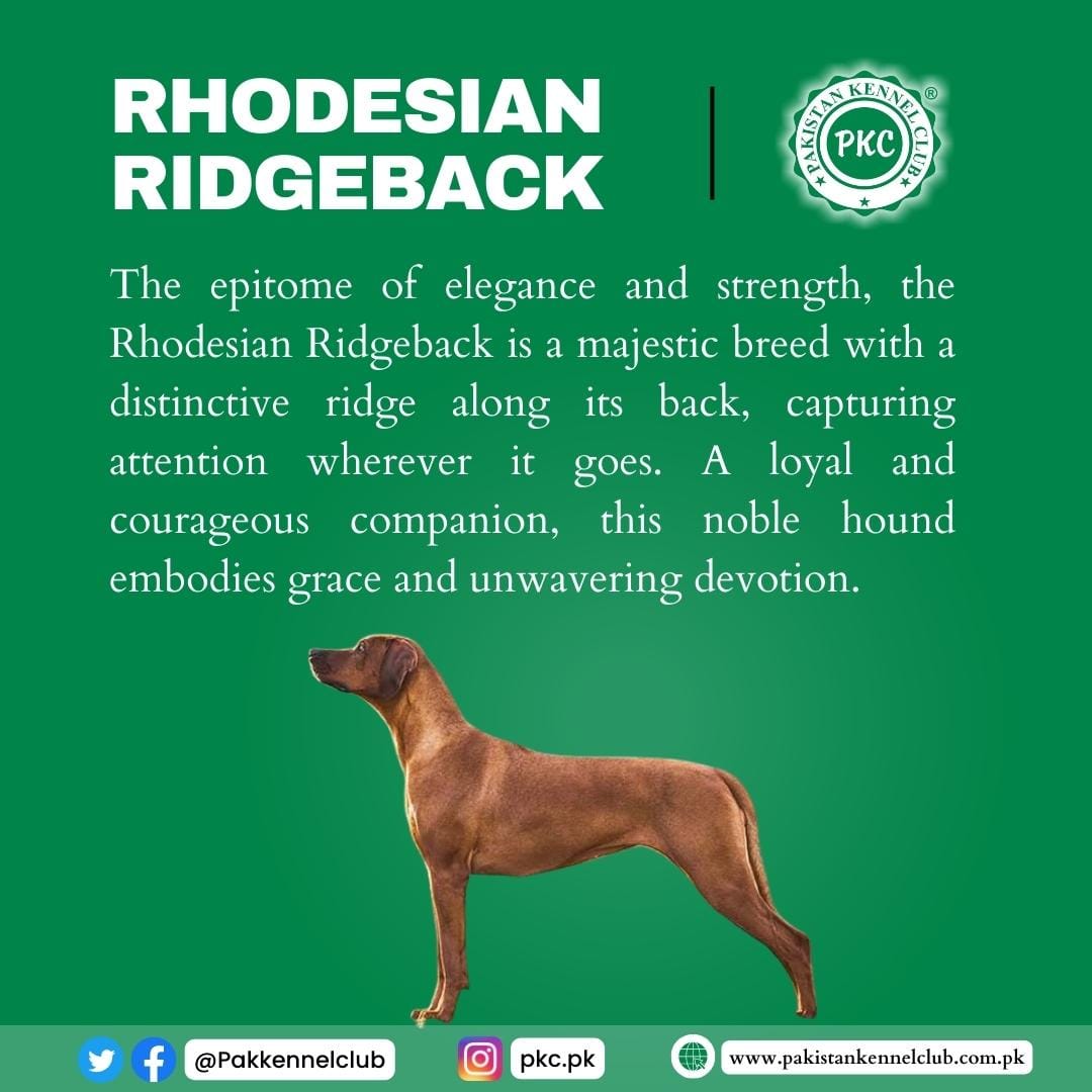 Pakistan - The Rhodesian Ridgeback is a breed of dog known for its ...