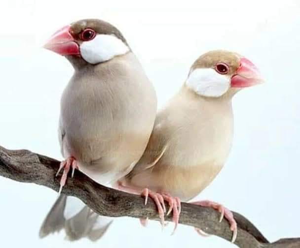 JAVA FINCH FAMILY LAHORE | Facebook