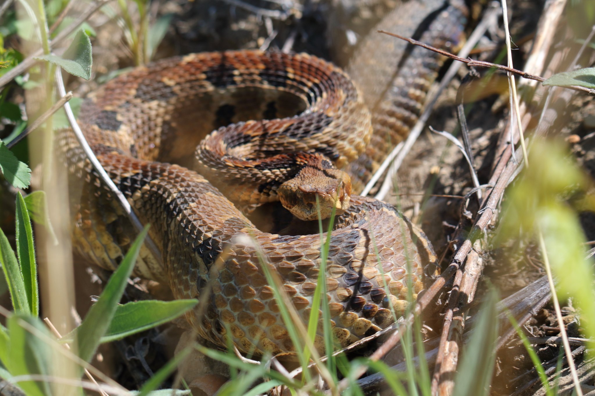 Only - This big timber rattlesnake was spotted soaking up the sun in ...