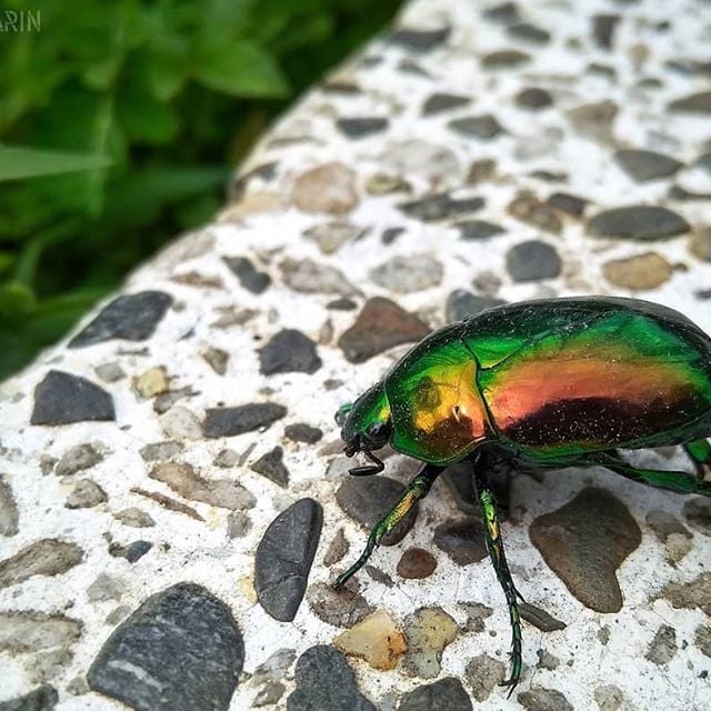 El mayate es un magnífico... - Fauna y Flora de La Tierra | Facebook