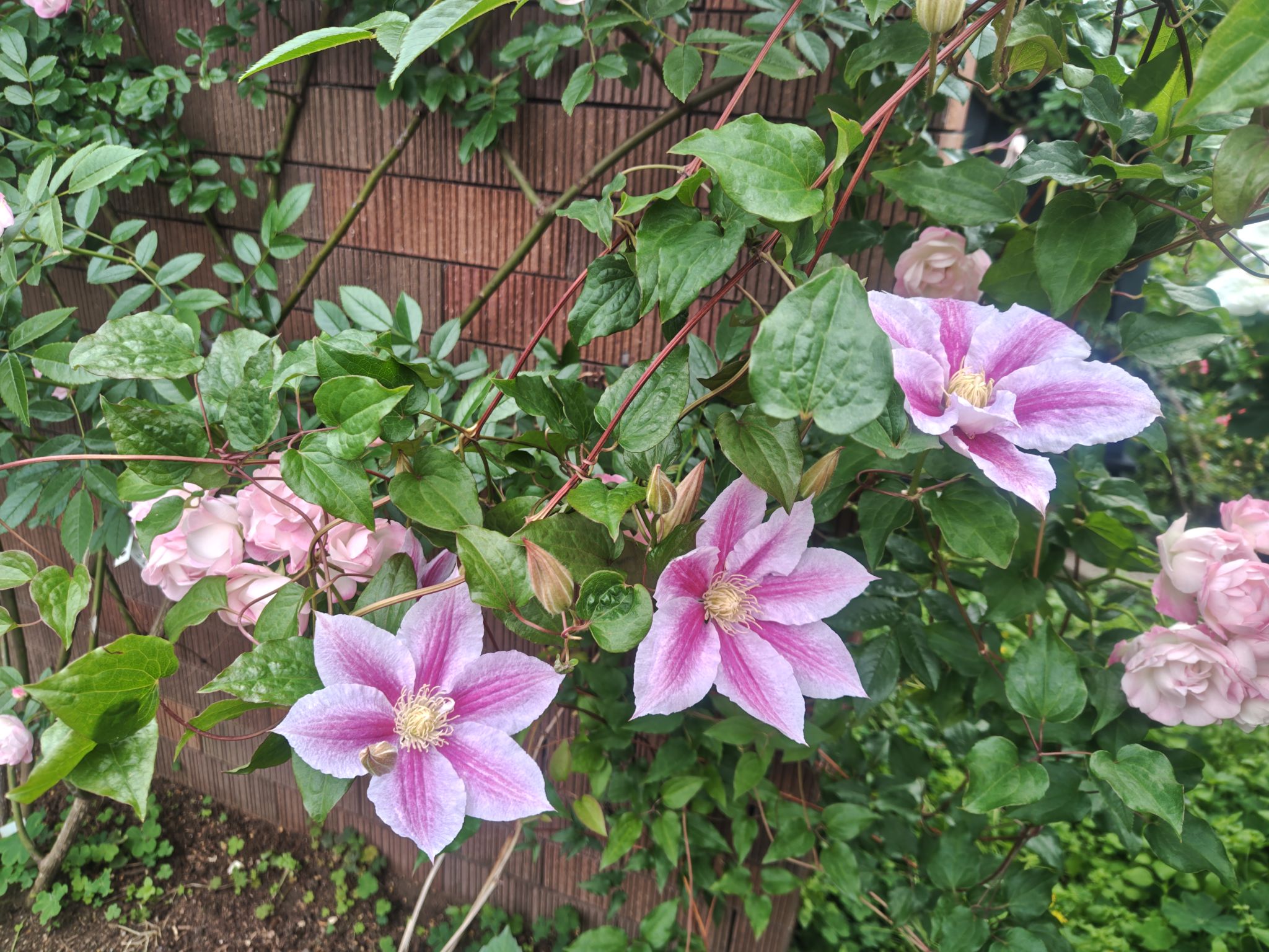 クレマチス薔薇に隠れて咲いてます