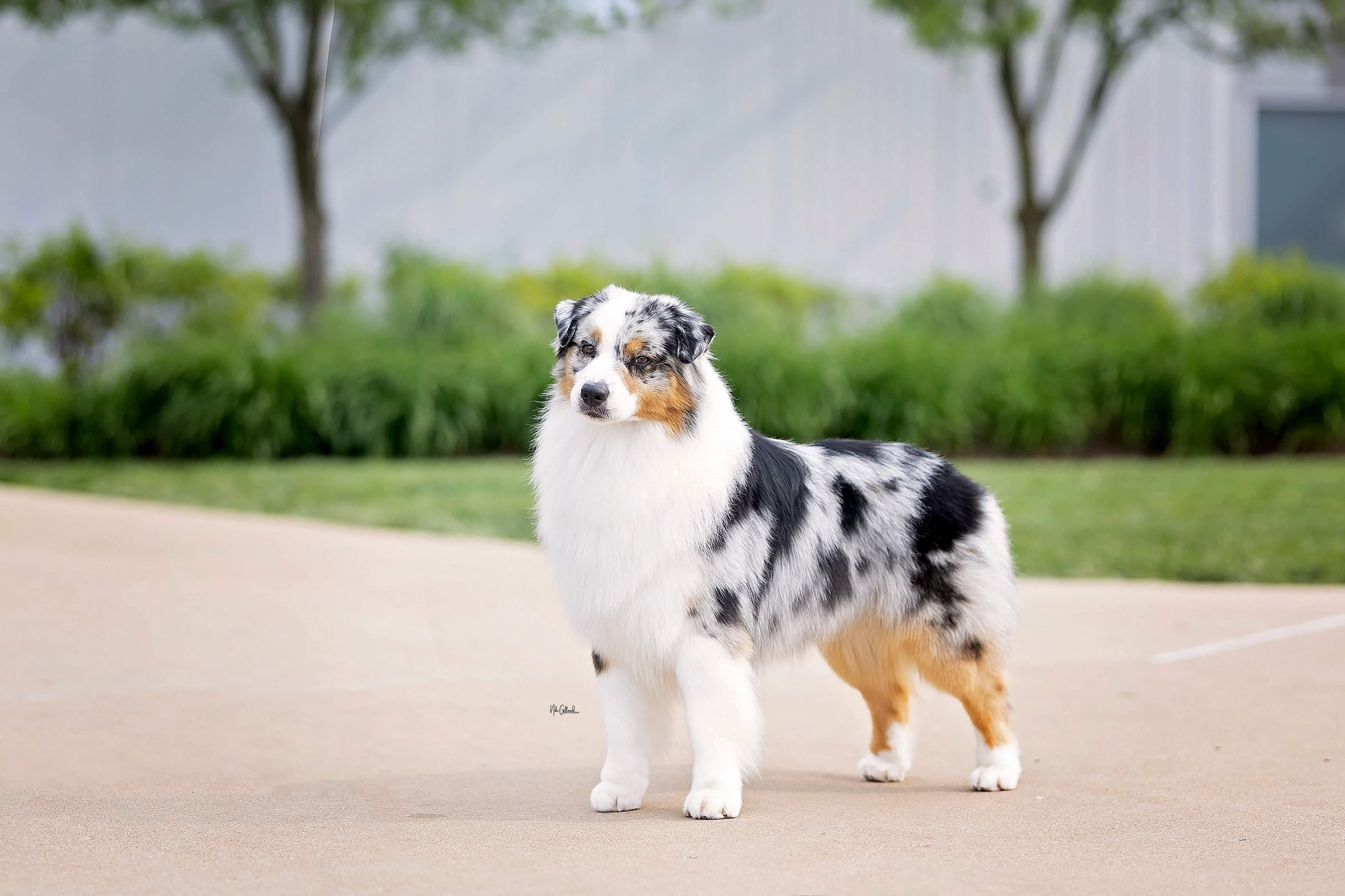 Pine Spring Australian... - Pine Spring Australian Shepherds