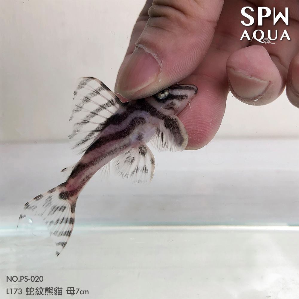 【SPW AQUA特異獨型L173區】 NO.PS-020 L173... - SPW AQUA 特異獨型 L173區