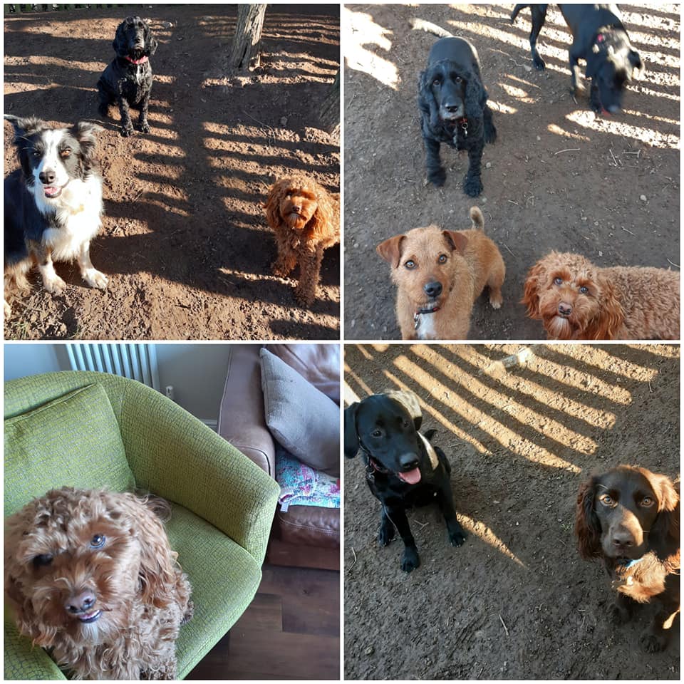 The Wagging Tails Inn